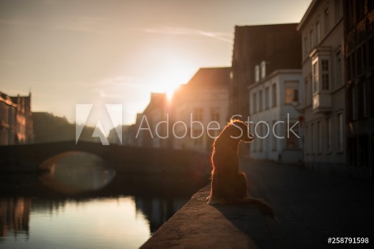 Picture of Dog on the waterfront at sunrise Pet on nature Nova Scotia Duck Tolling Retriever Toller Dog travel